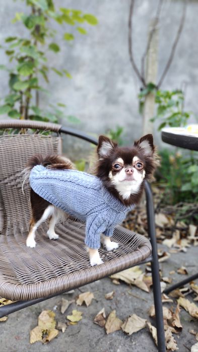 Одяг для собак. Светр для собаки