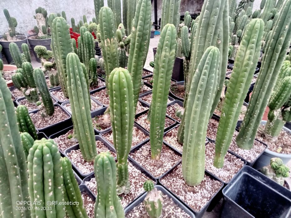 Trichocereus pachanoi
