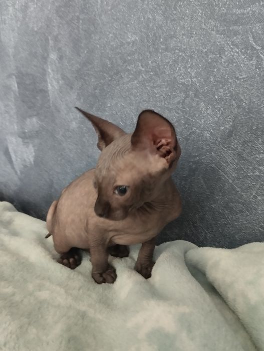 Мальчик,канадский сфинкс