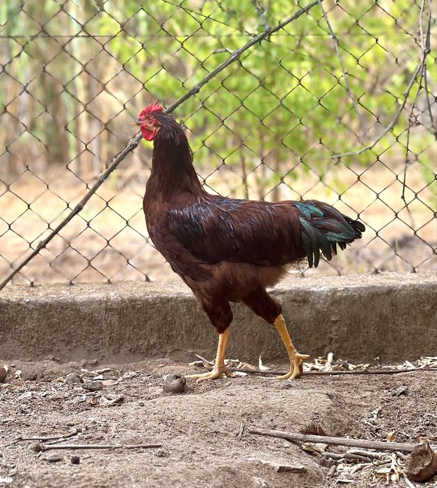 Rhode Island Red
