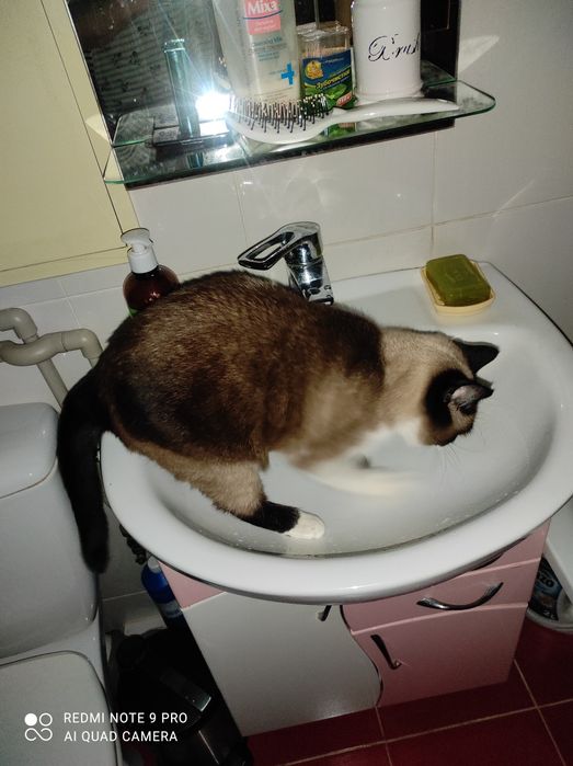 Отдам кошечку стерилизованную, очень умная и чистоплотная!