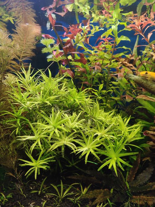 Набори акваріумних рослин