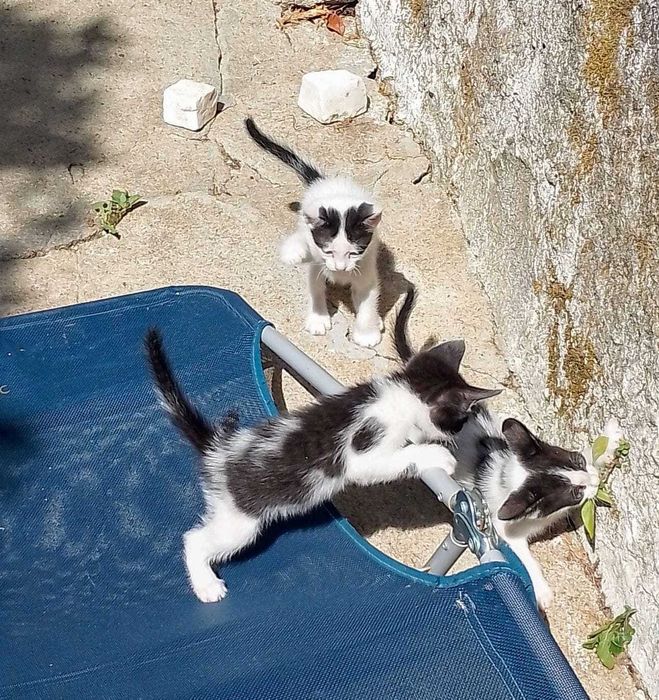 Animais para adoção