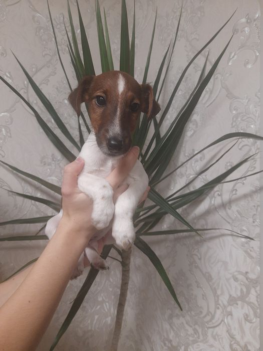 Фокс девочки и мальчики привиты  с документами