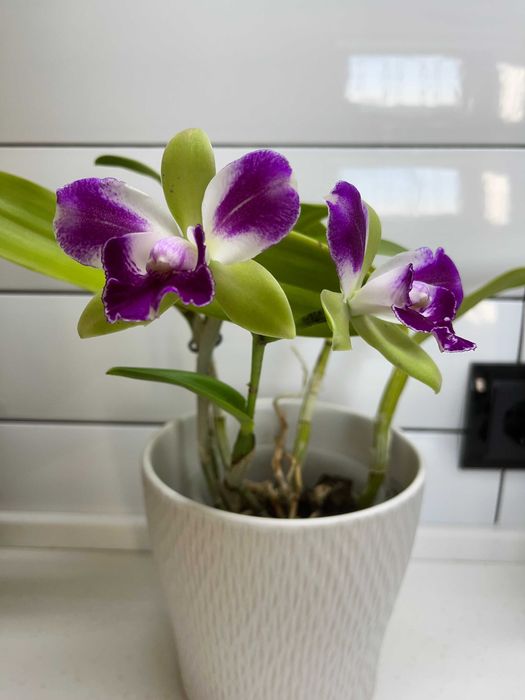 Каттлеи орхидеи  mossiae  schroederae