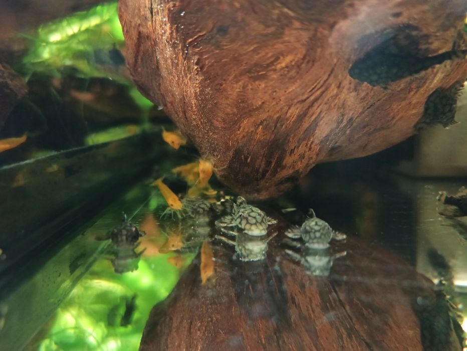 Zbrojnik Ancinstrus L-519 KIEFNERI