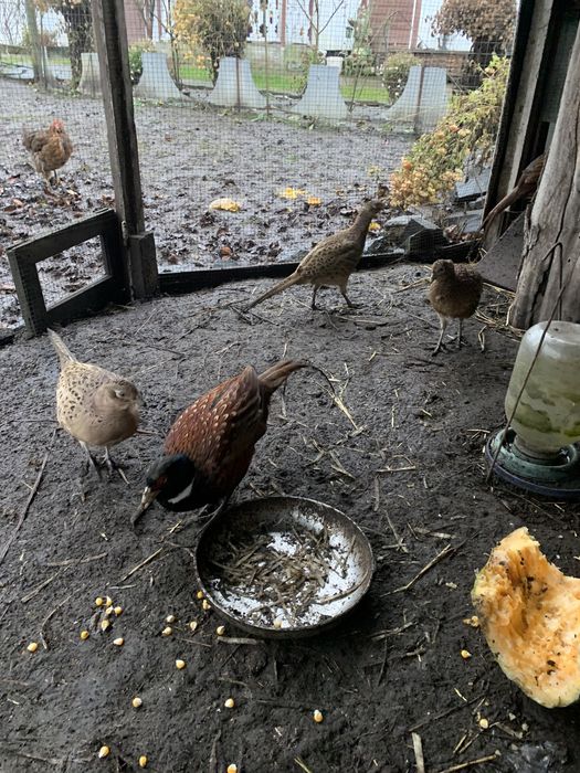 Фазан мисливський