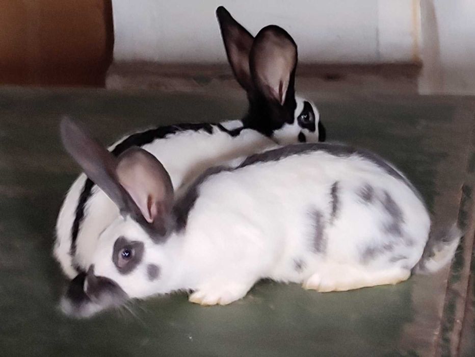 Строкачі кролики