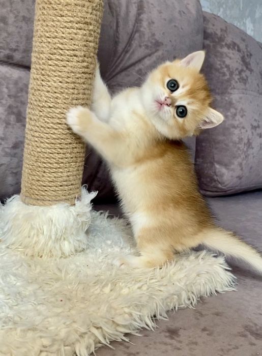 Британська шиншила короткошерста