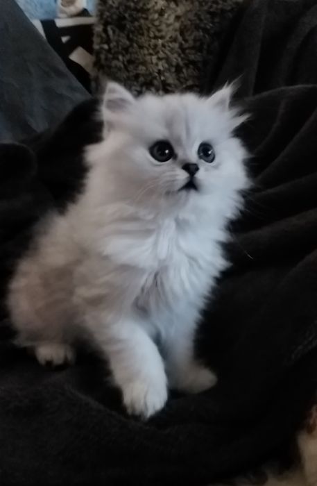 Серебристая шиншилла девочка котёнок