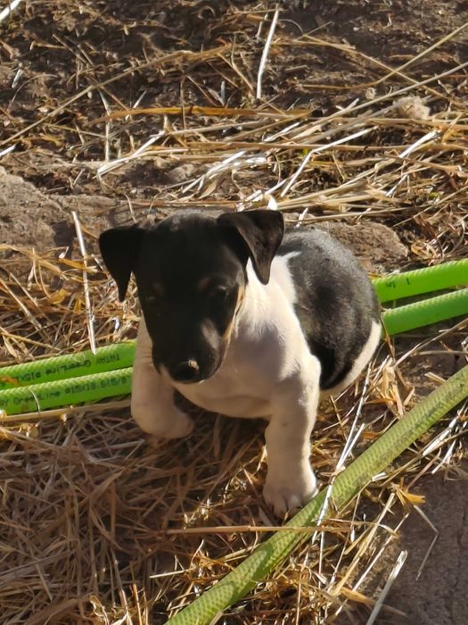 ..Jack Russell..Macho