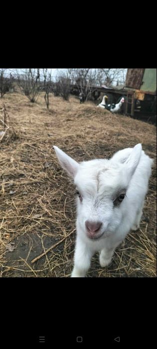 Продам козенят недорого