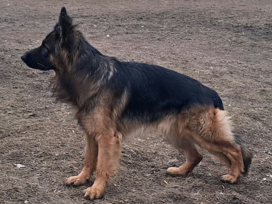 Щенки немецкой овчарки