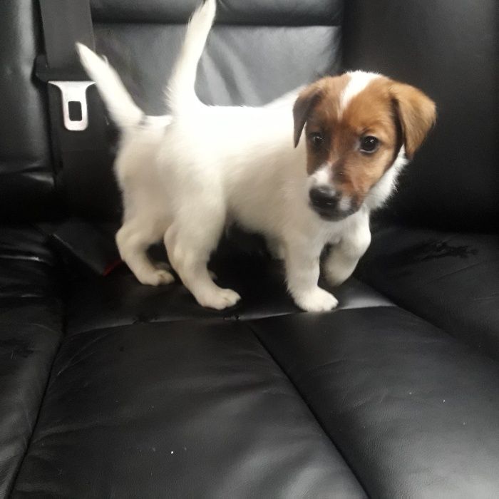 Родословные Щенки Фокс Терьер