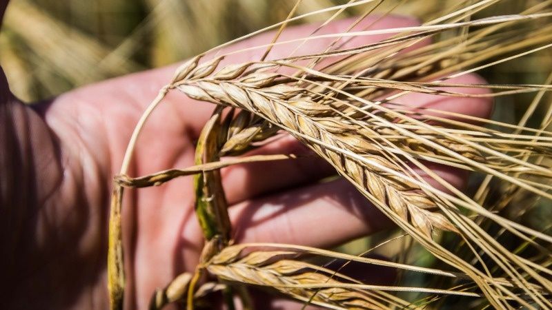 Ячмінь Еліта репродукція , виробник, насіння