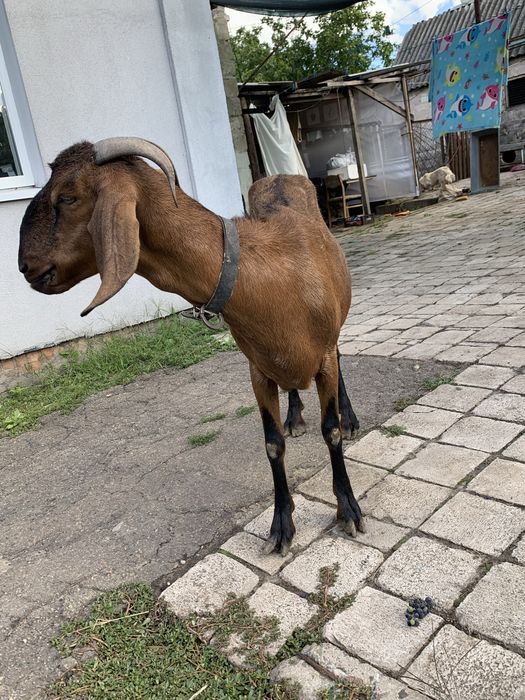Продам козу (англо-нубийская)