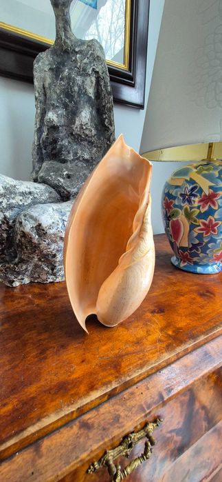 duża muszla morska Cymbium "słoniowa trąba" okazja tanio