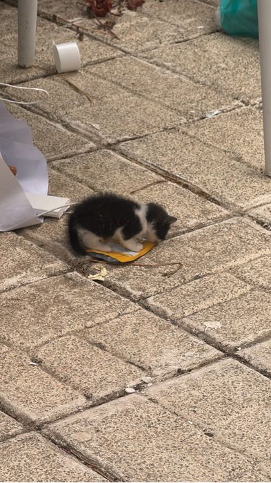 Gato de 1 mes para adoção