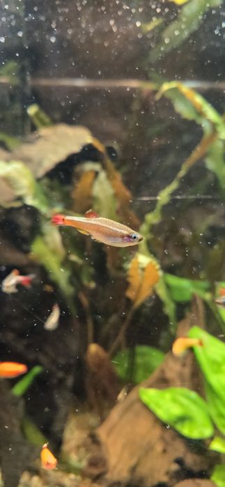 Kardynałek chiński ryby