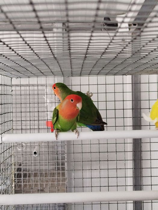 Vendo agapornis roseicollis longfheters