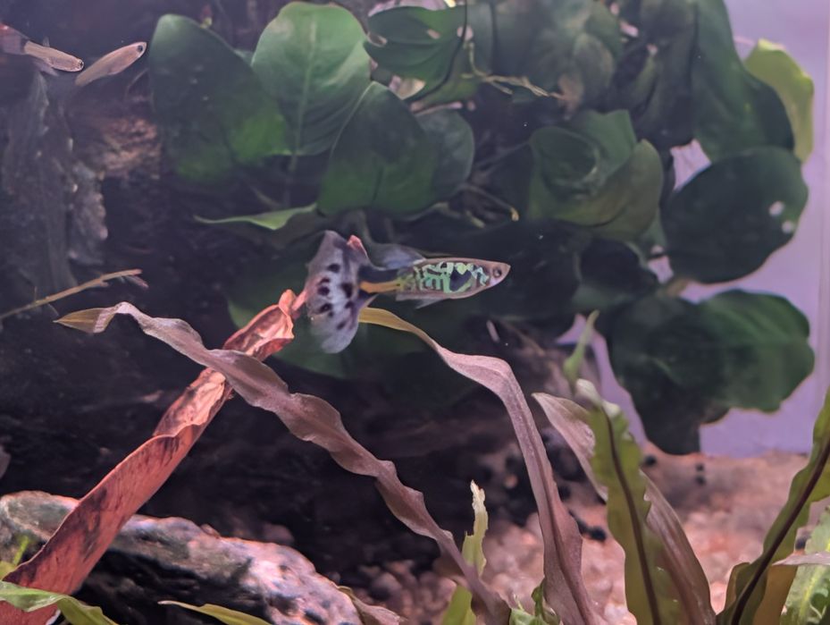 Pack  10  Guppys  juvenis