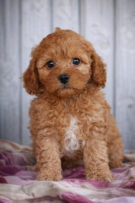 Cavapoo f1b , cavapoo pudel cavalier