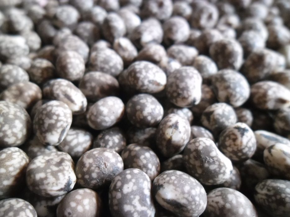 Nostrzyk.seradela.łubin.żyto jare.owies.facelia.gryka.pszenżyto jare