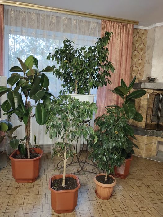 Продам разновидности фикусов