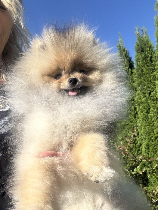 Sprzedam cudną dziewczynkę ZKwP FCI