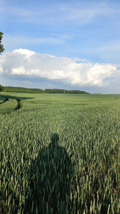 Sprzedam Grunty Orne 7,6 ha + dom