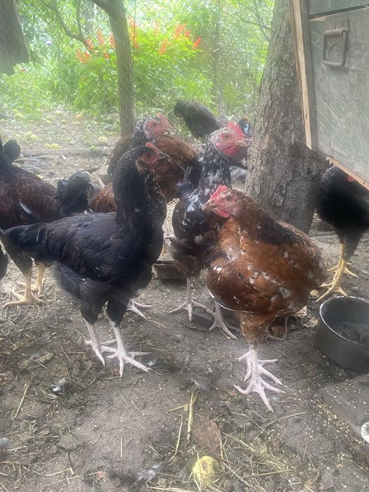 Продам молодих курей лівенська ситцева