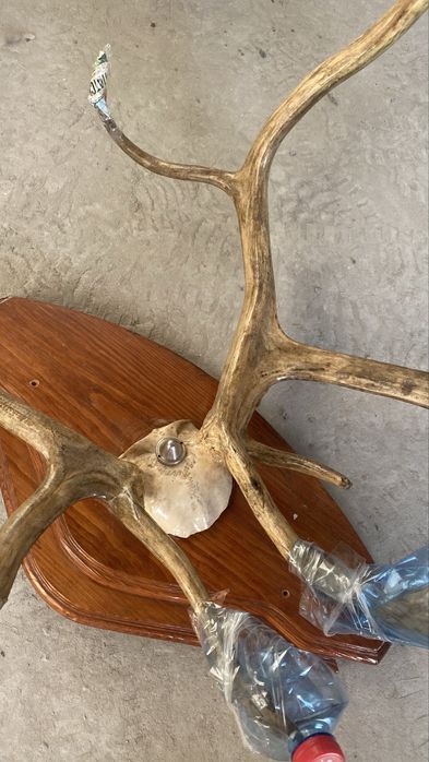 Рога оленя на підставці