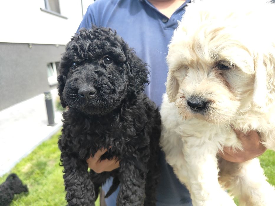 Labradoodle szczeniak pies suka rodowód