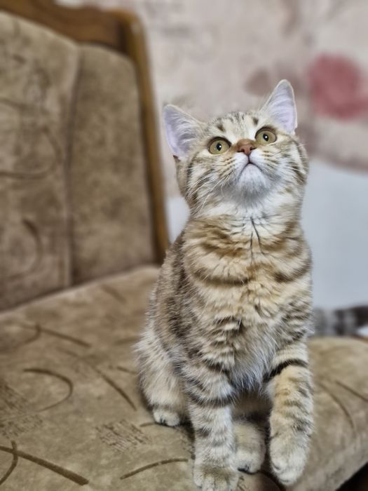 Шотландські котенята