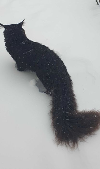 Питомник SEA BREEZE  преставляет молодого мальчика Зефир !