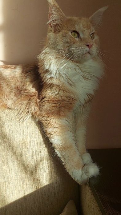 Красень, Мейкун готов для в'язки