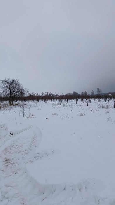 Земельна ділянка 4 га з 5-річним яблуневим садом і 2-ма будинками