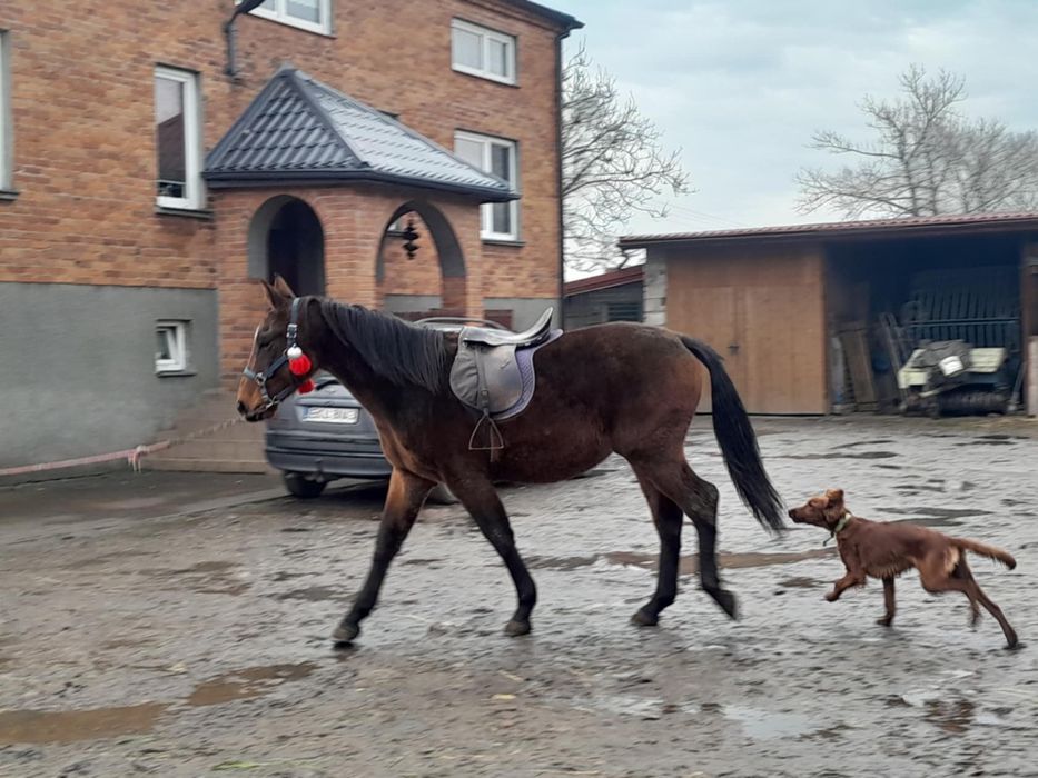 Sprzedam lub zamienię klacz koń