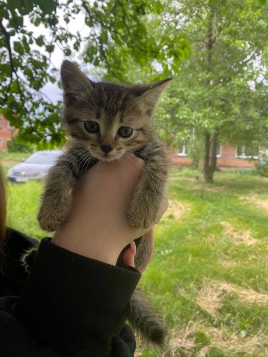 Отдаи_ кошки_ котята_ камыш