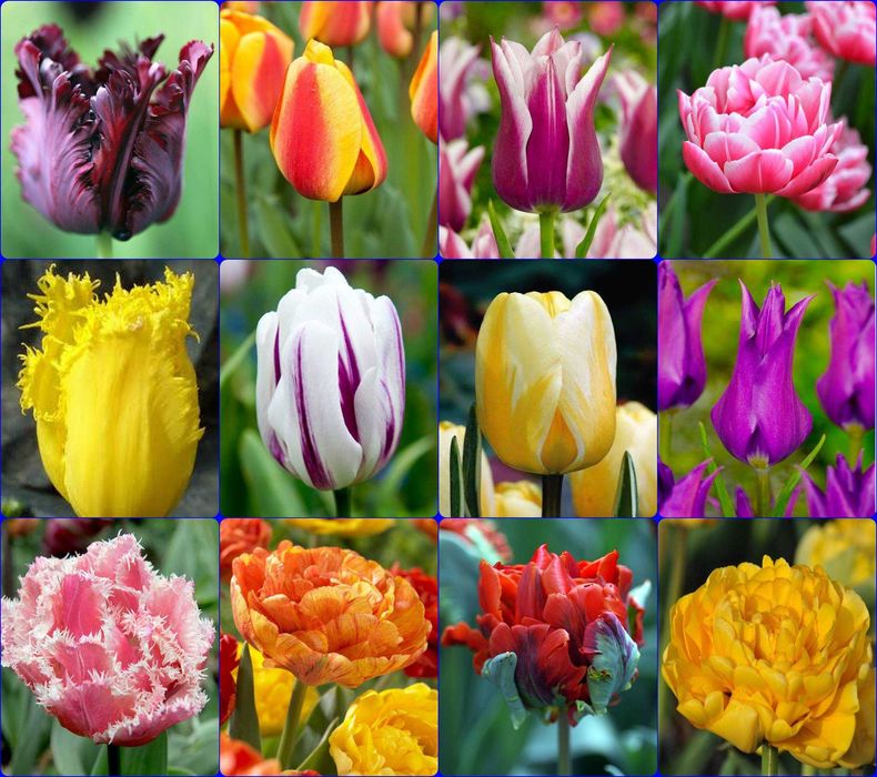 Tulipany zestaw 12 ciekawych odmian po 10 = 120 cebulek [ rozmiar 10-11 cm ] za 118,80 zł