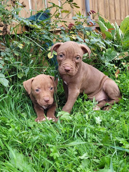 Pitbull red nose suka