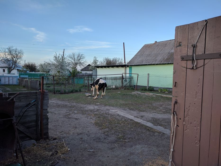 Земельна ділянка з будинком, Панфили, Яготинський район
