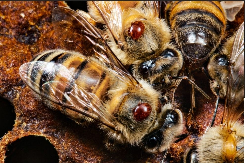 Tratamento Varroa Formivar 85