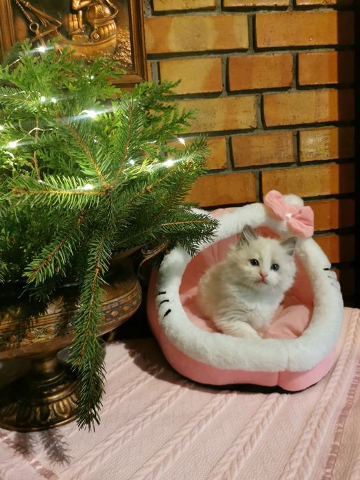 Ragdolek z rodowodem FIFE