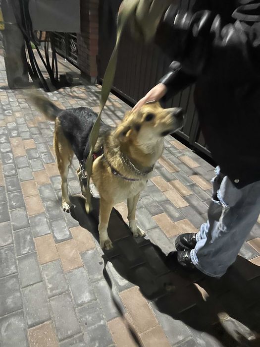 Віддаємо песика у гарні руки