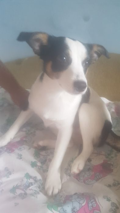 oddam pieska za darmo w  dobre ręce