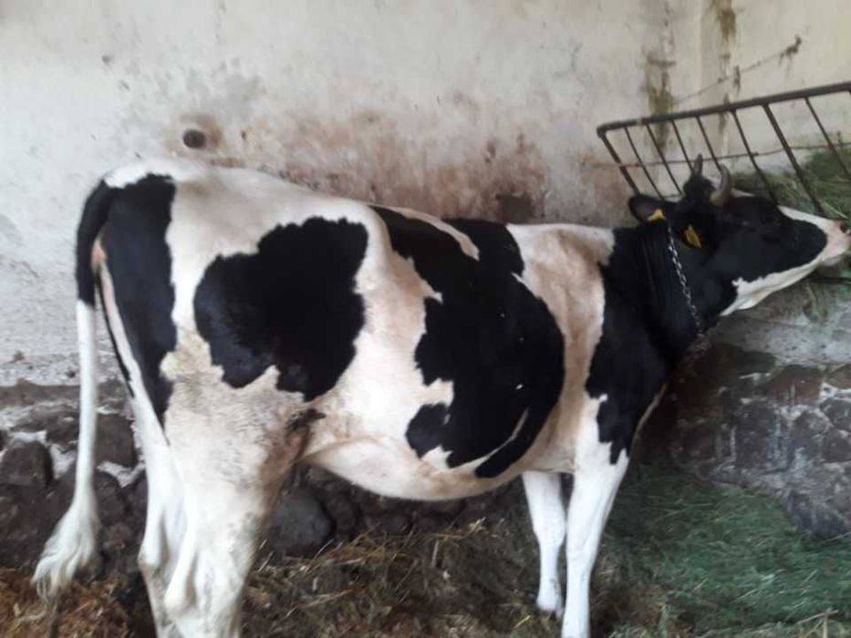 Sprzedam 6 jałówek wysokocielnych