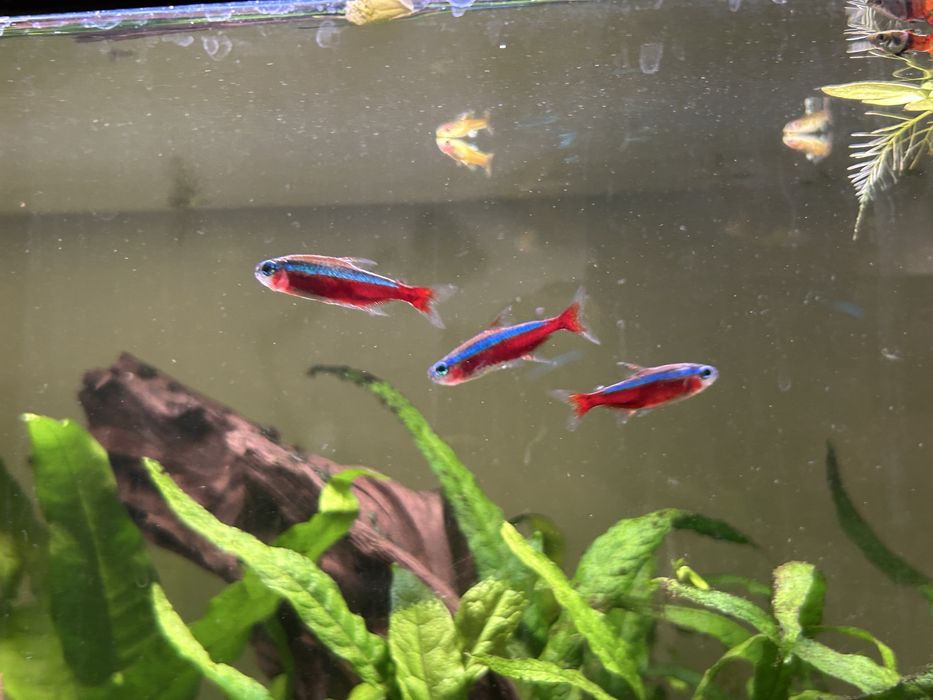 5 Tetras Cardinal