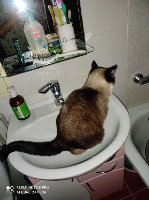 Отдам кошечку стерилизованную, очень умная и чистоплотная!