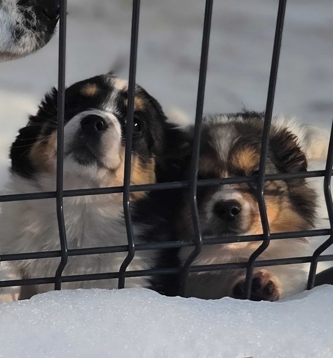 Oddam za darmo pieski